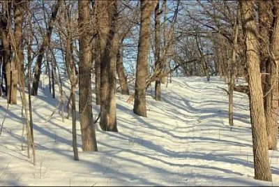 Florestas-1 jigsaw puzzle