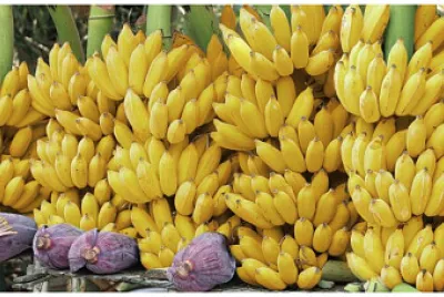 augue bananero