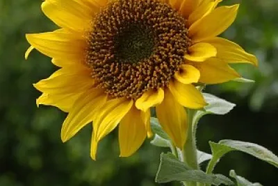 suncokret