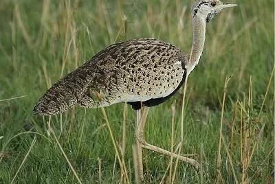 פאזל של Otarda ventrenero