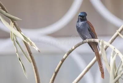 פאזל של Pigliamosche reale africano del paradiso