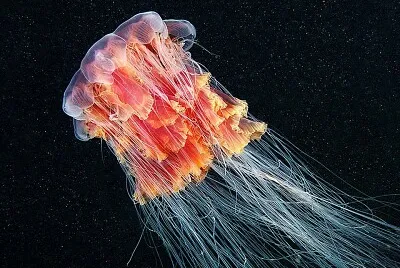 Medusa crinea di leone
