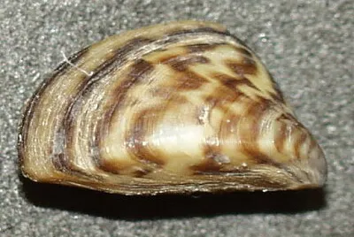 Cozza zebrata