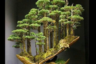 arbol jigsaw puzzle