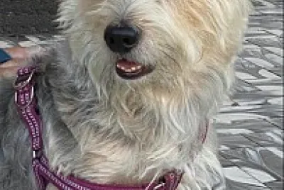 Animais de estimacao jigsaw puzzle