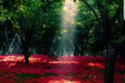 Paisagem linda jigsaw puzzle