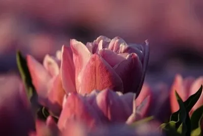 Foto jigsaw puzzle