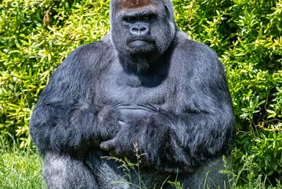 QUE ANIMAL É ESSE?