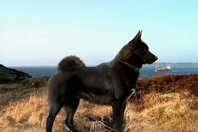 Norsk buhund
