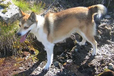 Norsk lundehund