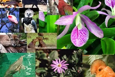 Realizar el siguiente rompe cabeza de la amazonia
