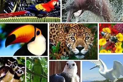 Fauna Amazonica