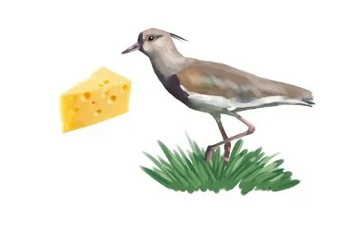 Quero quero