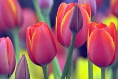 פאזל של tulipanes