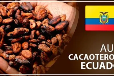Boom cacaotero