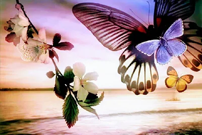 imagem