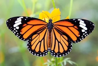 mariposa