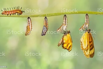mariposa