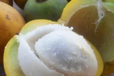 frutasregionais
