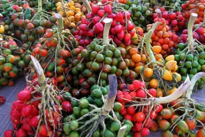frutasregionais
