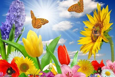 Fleurs dans les pres