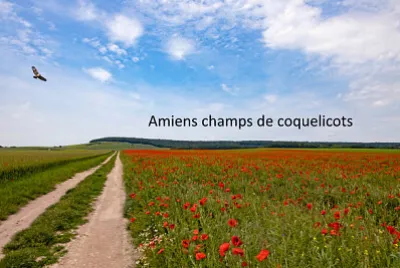 Champ de coquelicots jigsaw puzzle