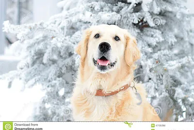 Perrito en la nieve