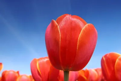 פאזל של Rosa