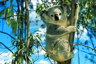 Koala