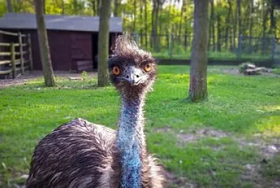 Foto