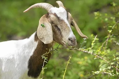goat
