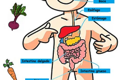 Sistema Digestivo jigsaw puzzle