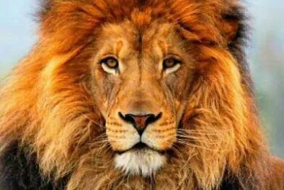 lion