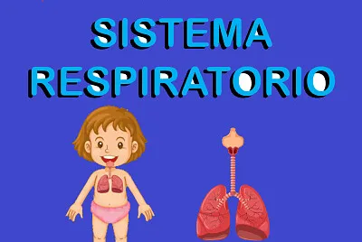 sistema respiratorio
