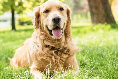 Perro