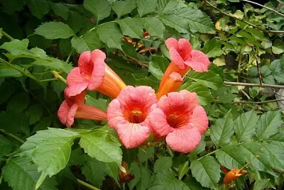 Ortal Margalit