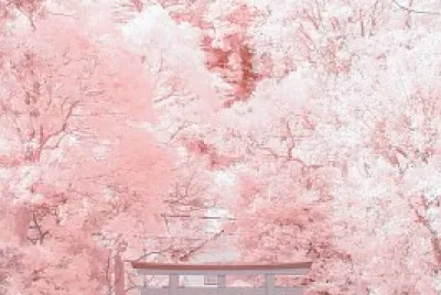 櫻花