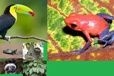 Naturaleza amazonas