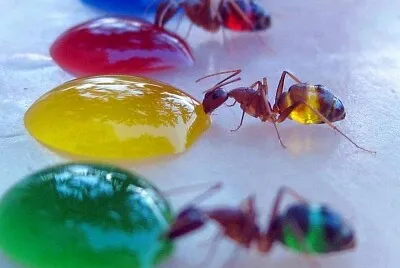 Hormigas jigsaw puzzle