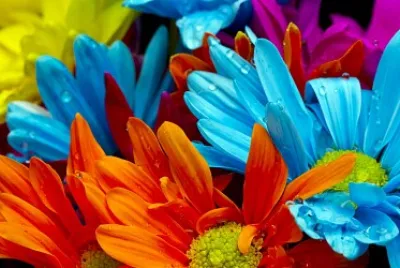 Flores jigsaw puzzle