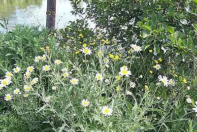 Wild Flowers
