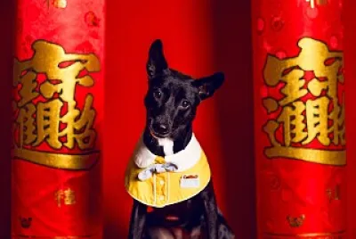 新年快樂 /小狗