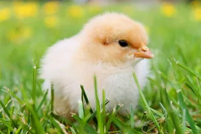 pollito