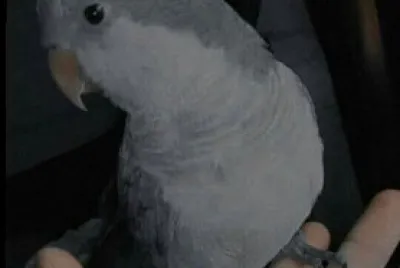 Cotorrita Argentina