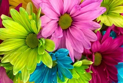 Flores jigsaw puzzle