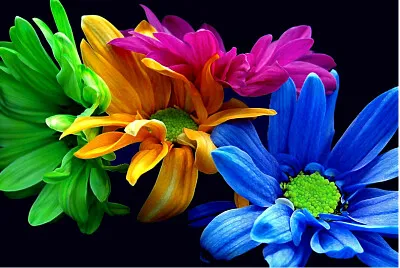 Flores jigsaw puzzle
