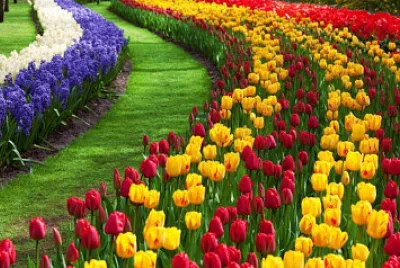 Flores tulipanes jigsaw puzzle