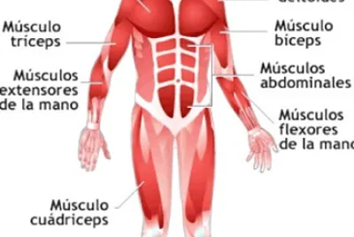 SISTEMA MUSCULAR