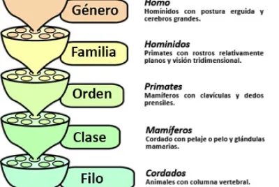 Taxonomia
