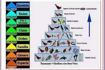 Taxonomía